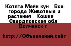 Котята Мейн кун - Все города Животные и растения » Кошки   . Свердловская обл.,Волчанск г.